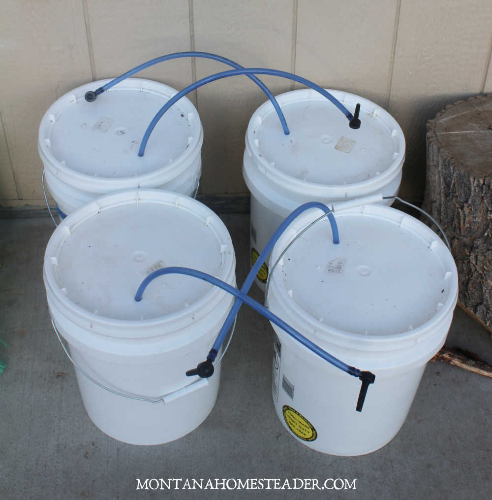 Spring chores on the homestead how to clean up sap buckets spiles taps and tubes after making maple syrup dirty buckets from sap collecting with blue tubes and taps sticking out